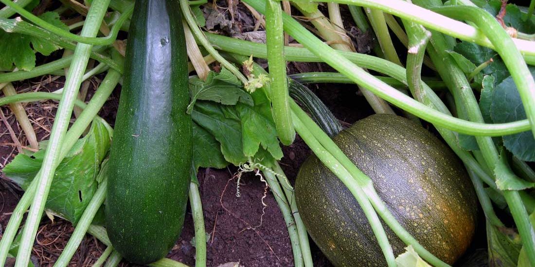 what-is-companion-planting-edible-forest