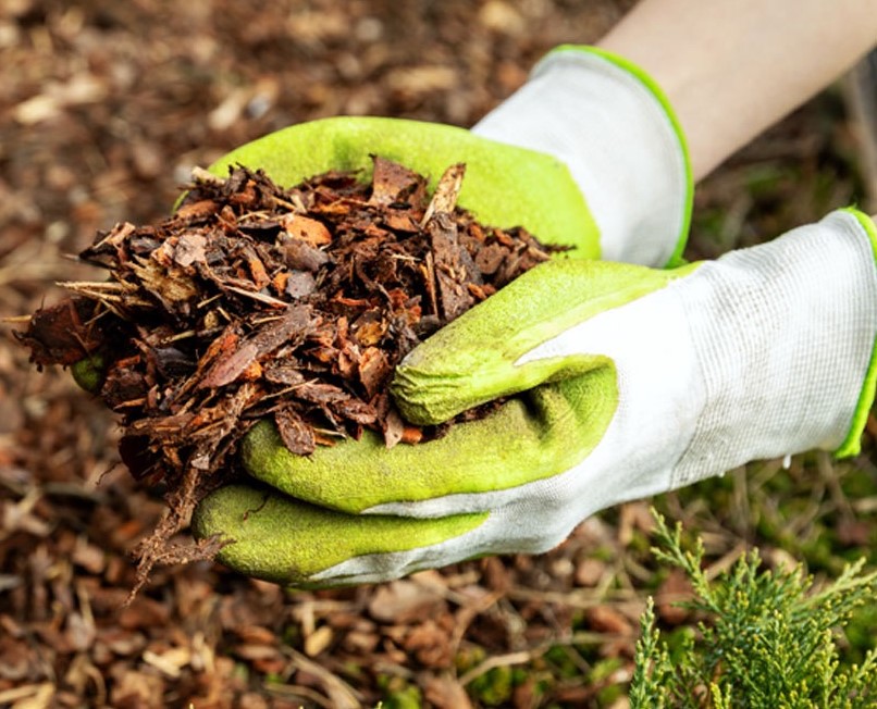 Why Mulching is so important - Edible Forest