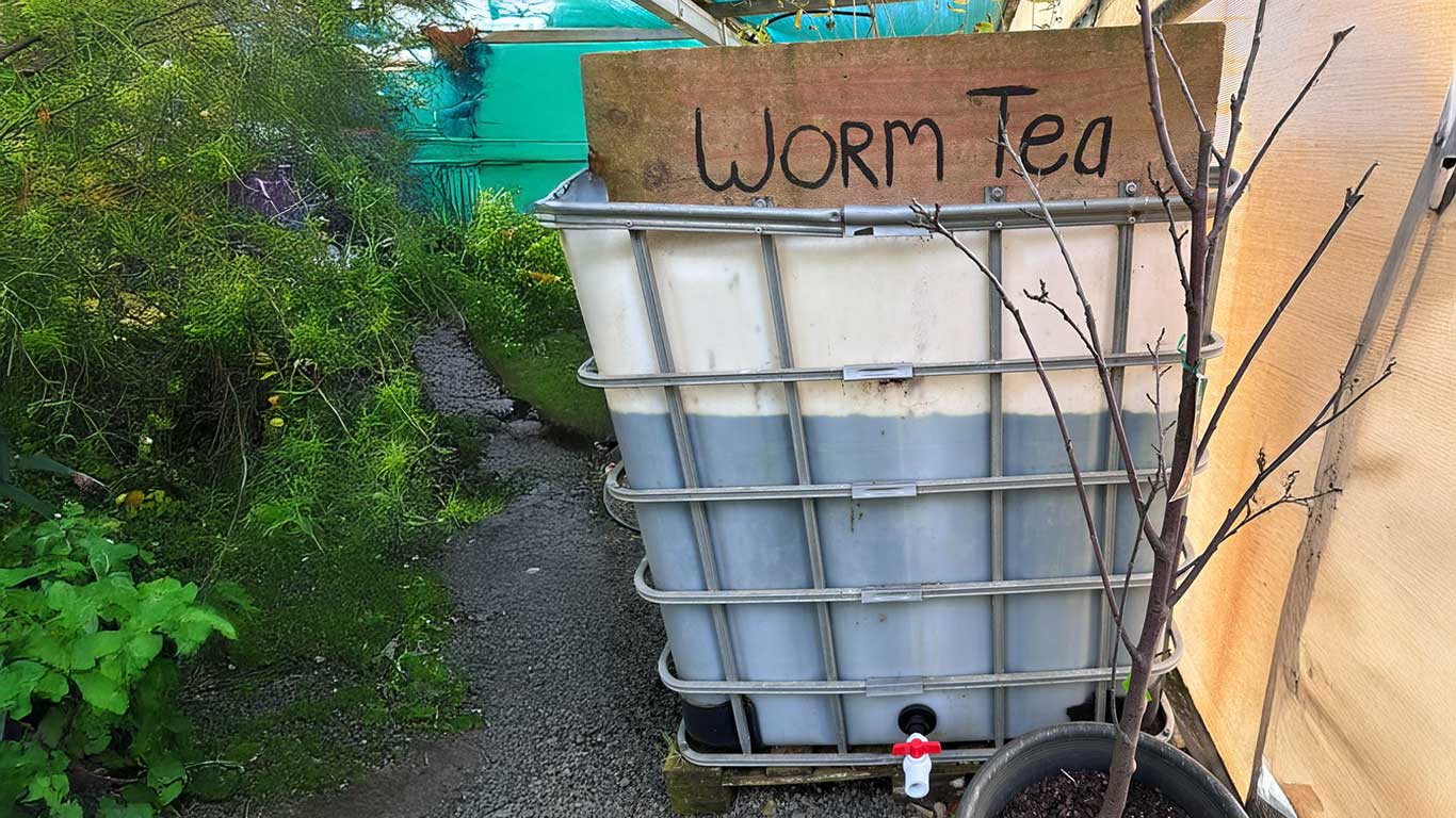 worm tea worm 